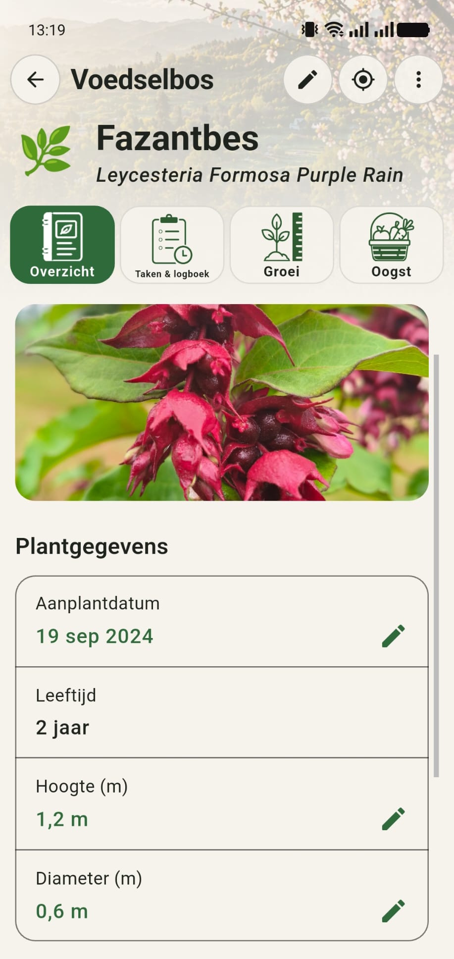 Plantdossier van een fazantbes in GreenPlot met foto en plantgegevens