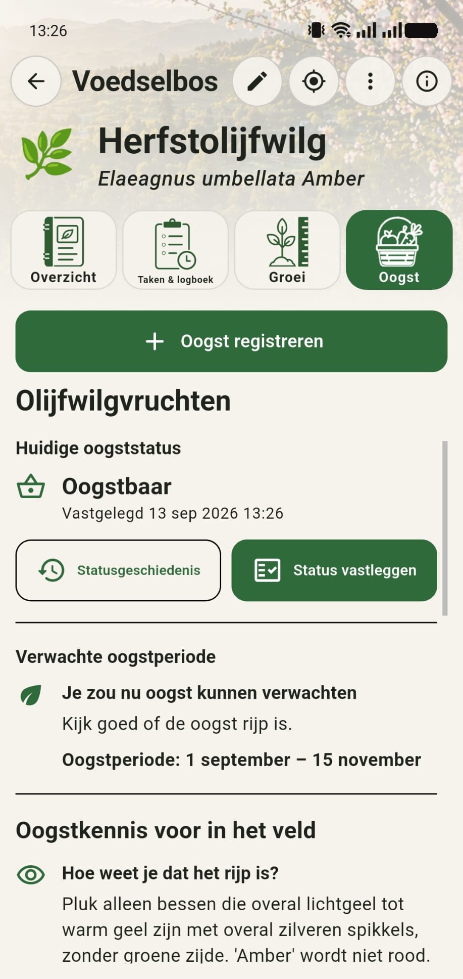 Oogstscherm van een herfstolijfwilg met oogststatus, oogstperiode en praktische informatie